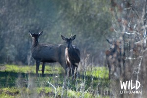 Red Deer Stags | www.guardianofgiria.com