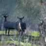 Red Deer Stags | www.guardianofgiria.com