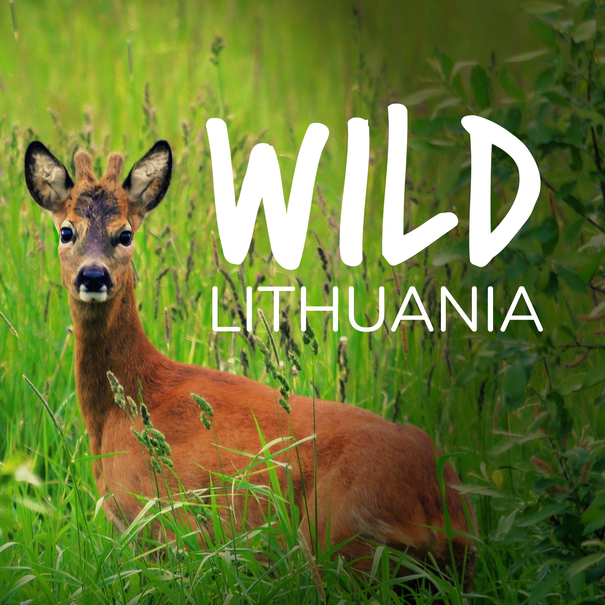 Wild Lithunania | www.wildlithuania.com